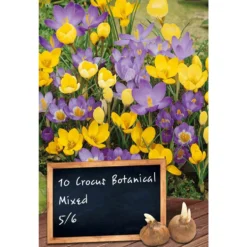 Blumenzwiebeln botanischer Krokus Mix 10 Stück