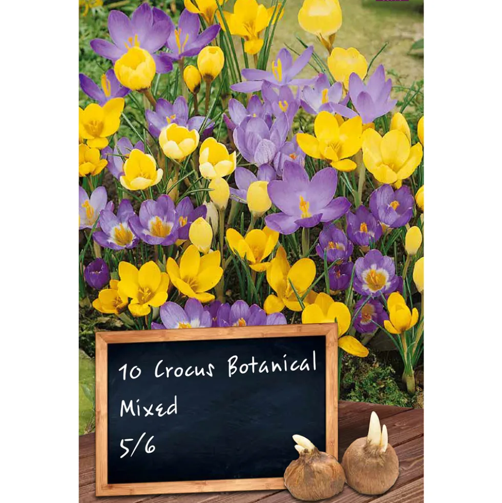 Blumenzwiebeln botanischer Krokus Mix 10 Stück