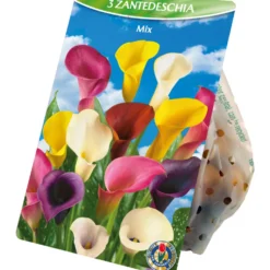 Blumenzwiebeln Calla-Lilien Mix 3 Stück bunt