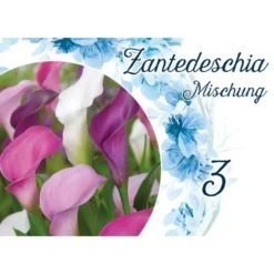 Blumenzwiebeln Calla Mix 3 Stück bunt