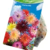 Blumenzwiebeln Dahlien Cactus Mix 3 Stück bunt