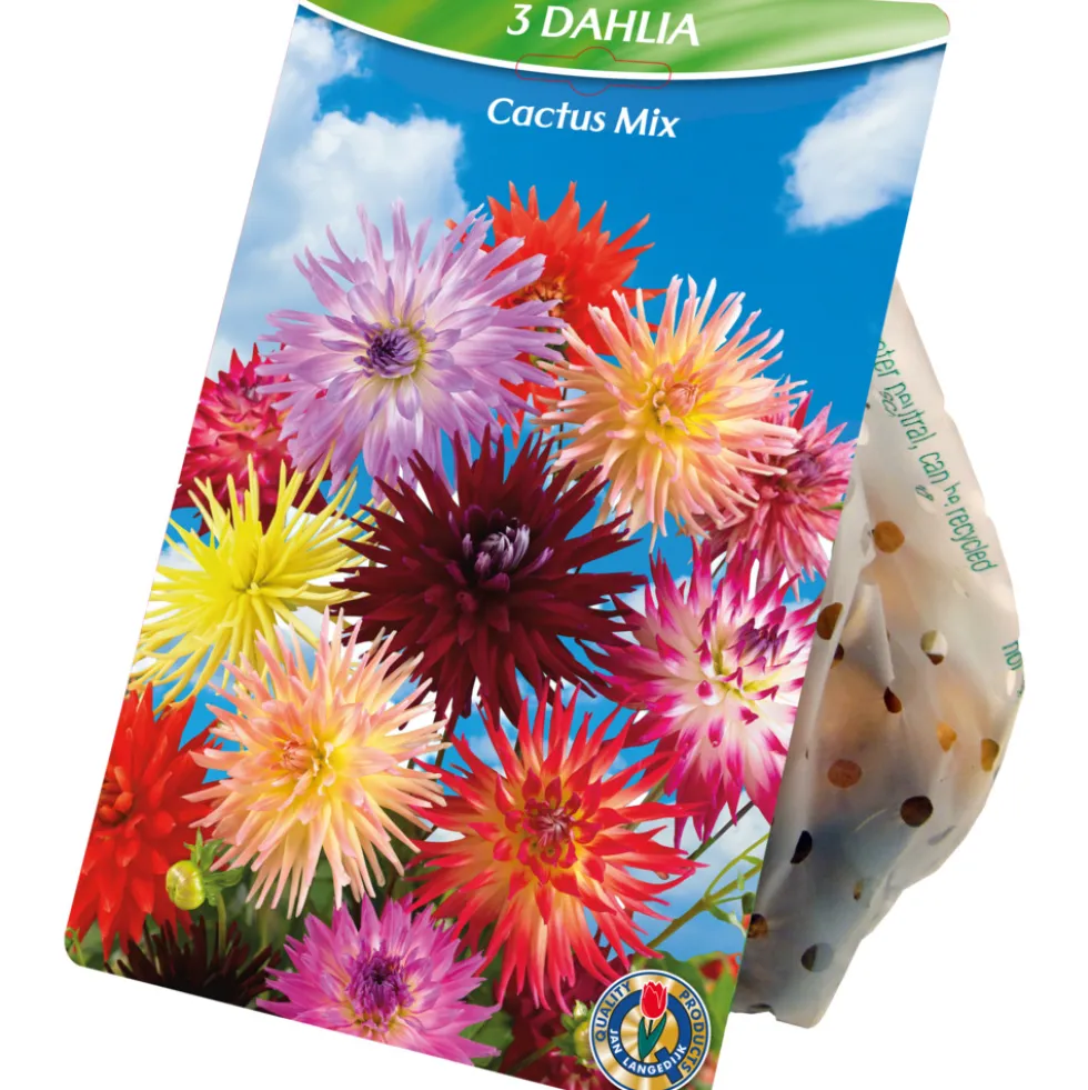 Blumenzwiebeln Dahlien Cactus Mix 3 Stück bunt