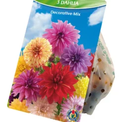 Blumenzwiebeln Dahlien Decorative Mix 3 Stück bunt