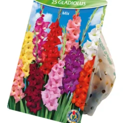 Blumenzwiebeln Gladiolen Mix 25 Stück bunt