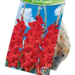 Blumenzwiebeln Gladiolen 25 Stück rot