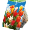 Blumenzwiebeln Greigii Tulpen Mix 20 Stück bunt