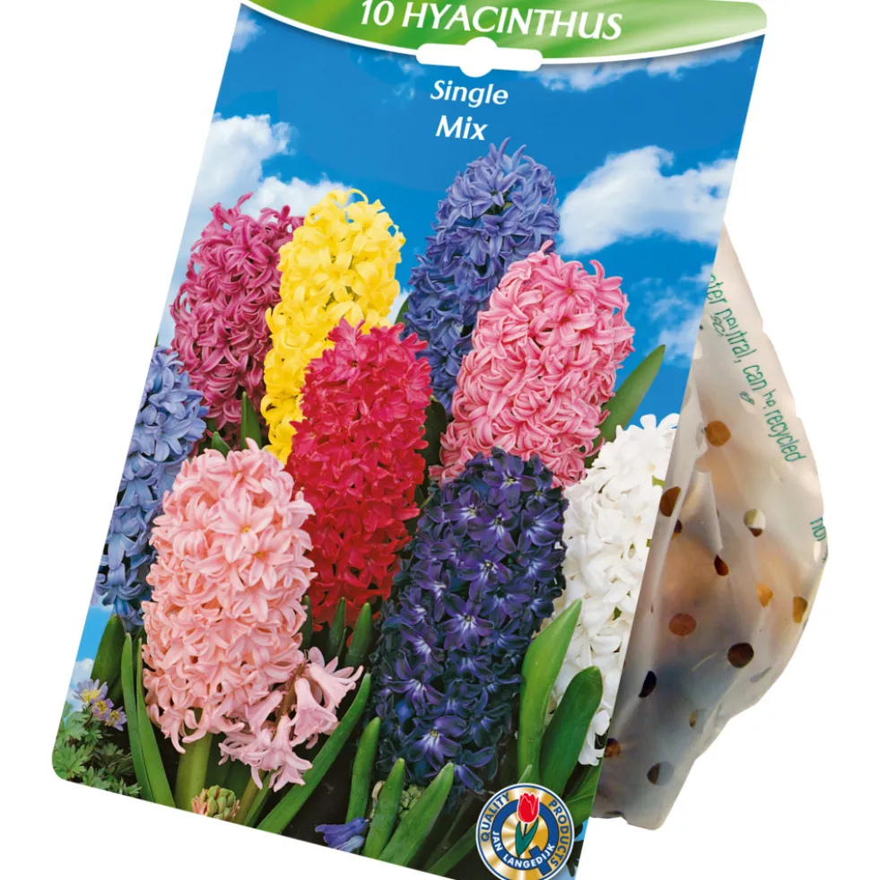 Blumenzwiebeln Hyazinthen Mix 10 Stück bunt