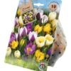 Blumenzwiebeln Krokus Mix 10 Stück, mehrfarbig