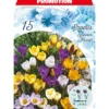 Blumenzwiebeln Krokus Mix 15 Stück bunt