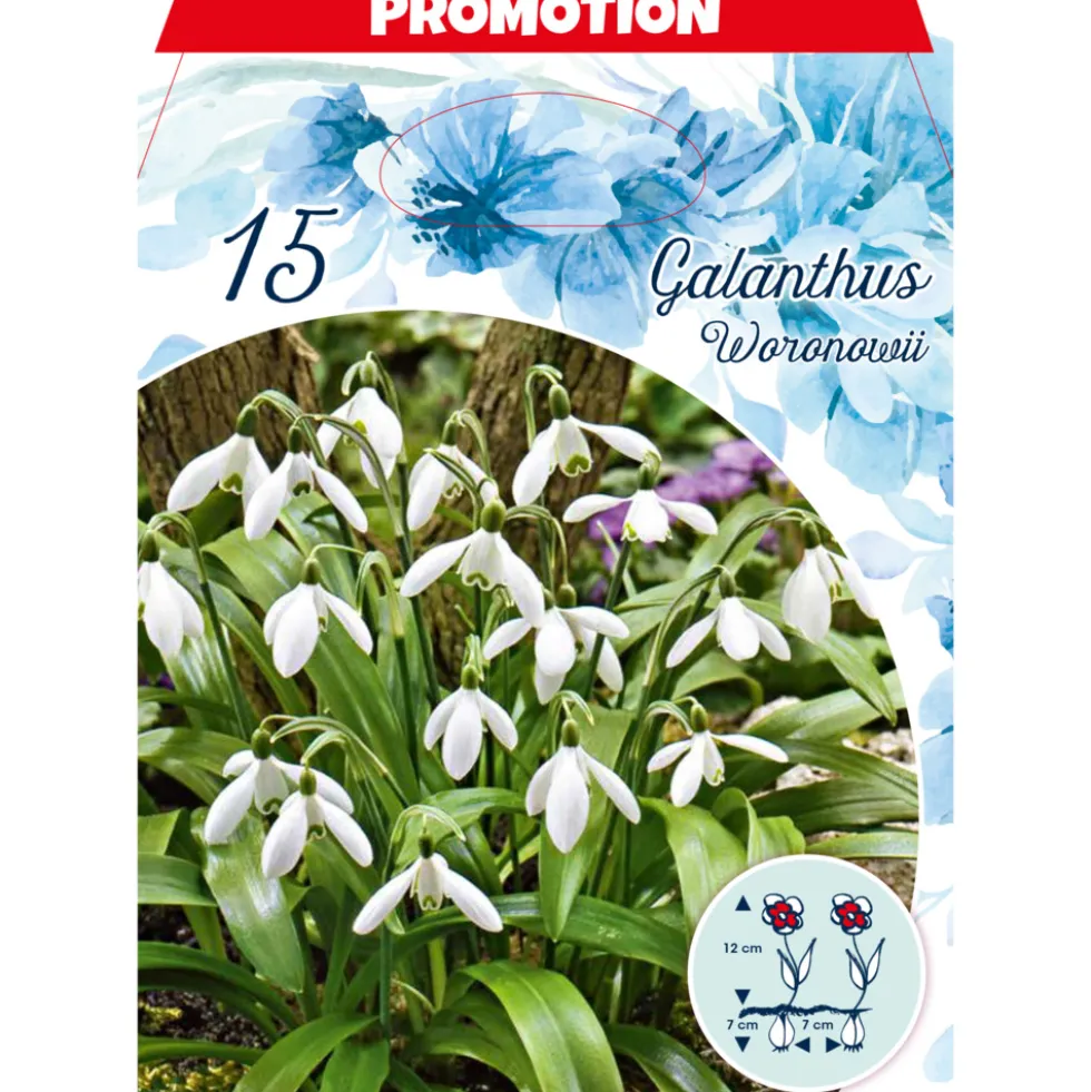 Blumenzwiebeln Schneeglöckchen 15 Stück weiß