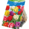 Blumenzwiebeln Tulpen "Double Mix" 20 Stück, bunt