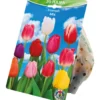 Blumenzwiebeln Tulpen "Tulipa Triumph" 20 Stück, bunt