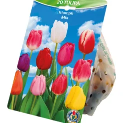 Blumenzwiebeln Tulpen "Tulipa Triumph" 20 Stück, bunt