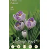 Blumenzwiebeln Vernus-Krokusse 10 Stück dunkellila