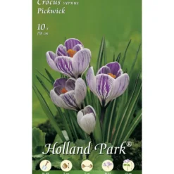 Blumenzwiebeln Vernus-Krokusse 10 Stück dunkellila