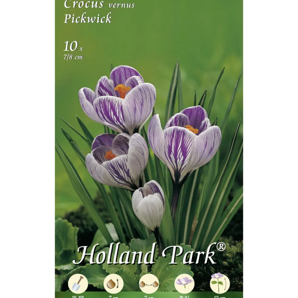 Blumenzwiebeln Vernus-Krokusse 10 Stück dunkellila