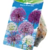 Blumenzwiebeln Zierlauch 10 Stück, Mix blau und weiß