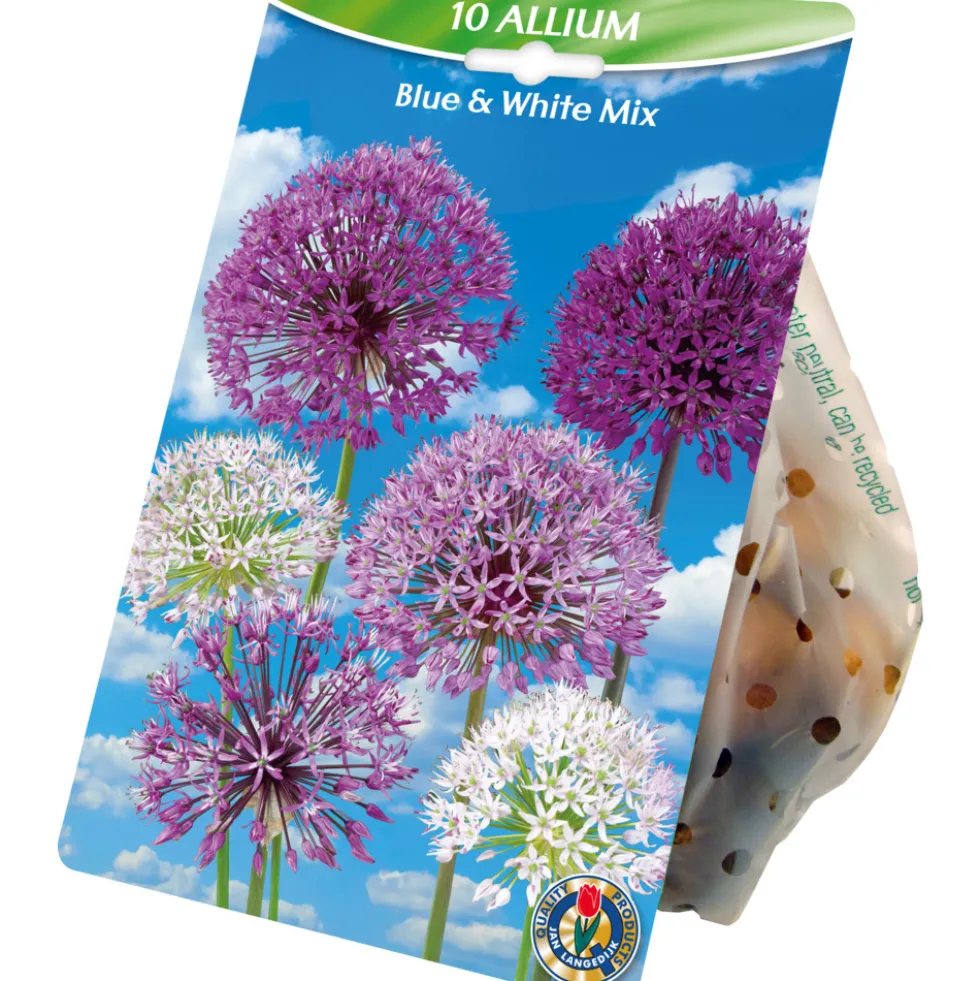 Blumenzwiebeln Zierlauch 10 Stück, Mix blau und weiß