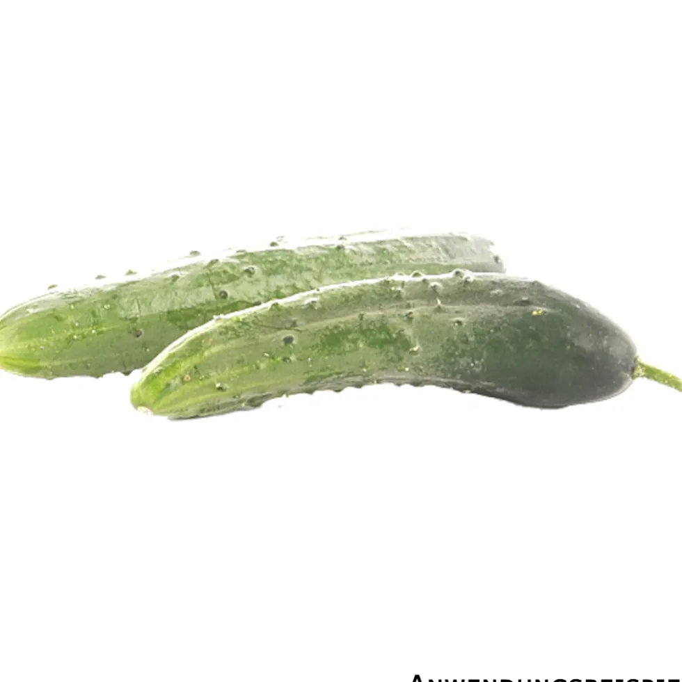 Gurken verschiedene Sorten im Blumentopf 9 cm vorgezogen