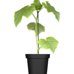 Gurken verschiedene Sorten im Blumentopf 9 cm vorgezogen