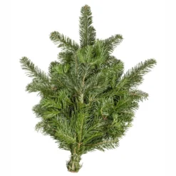 Handbund Nobilistanne 500 g als Weihnachtsdekorationen oder Winterschutz