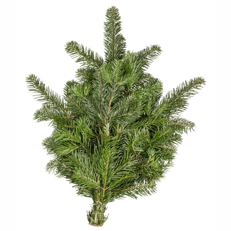 Handbund Nobilistanne 500 g als Weihnachtsdekorationen oder Winterschutz