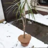 Mulchscheibe Ø 25 cm aus Kokosfilz