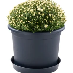Prosperplast Pflanztopf Plastica rund 40 cm anthrazit