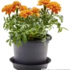 Prosperplast Pflanztopf Plastica rund 15 cm anthrazit