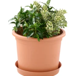 Prosperplast Pflanztopf Plastica rund 40 cm terracotta