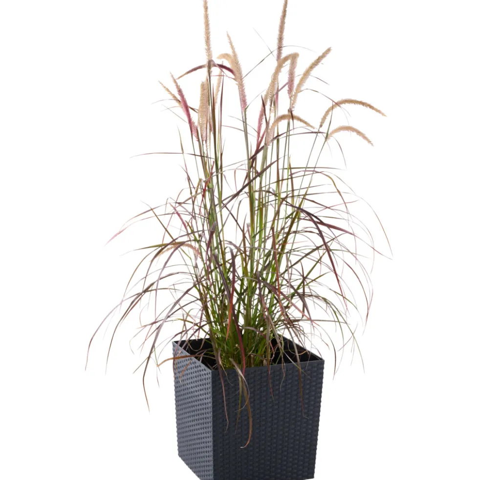 Prosperplast Pflanztopf Rato Low 32 x 32 x 32,5 cm in Anthrazit