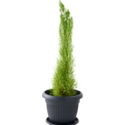 Prosperplast Pflanztopf Terra rund 50 cm anthrazit