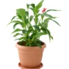 Prosperplast Pflanztopf Terra rund 50 cm terracotta