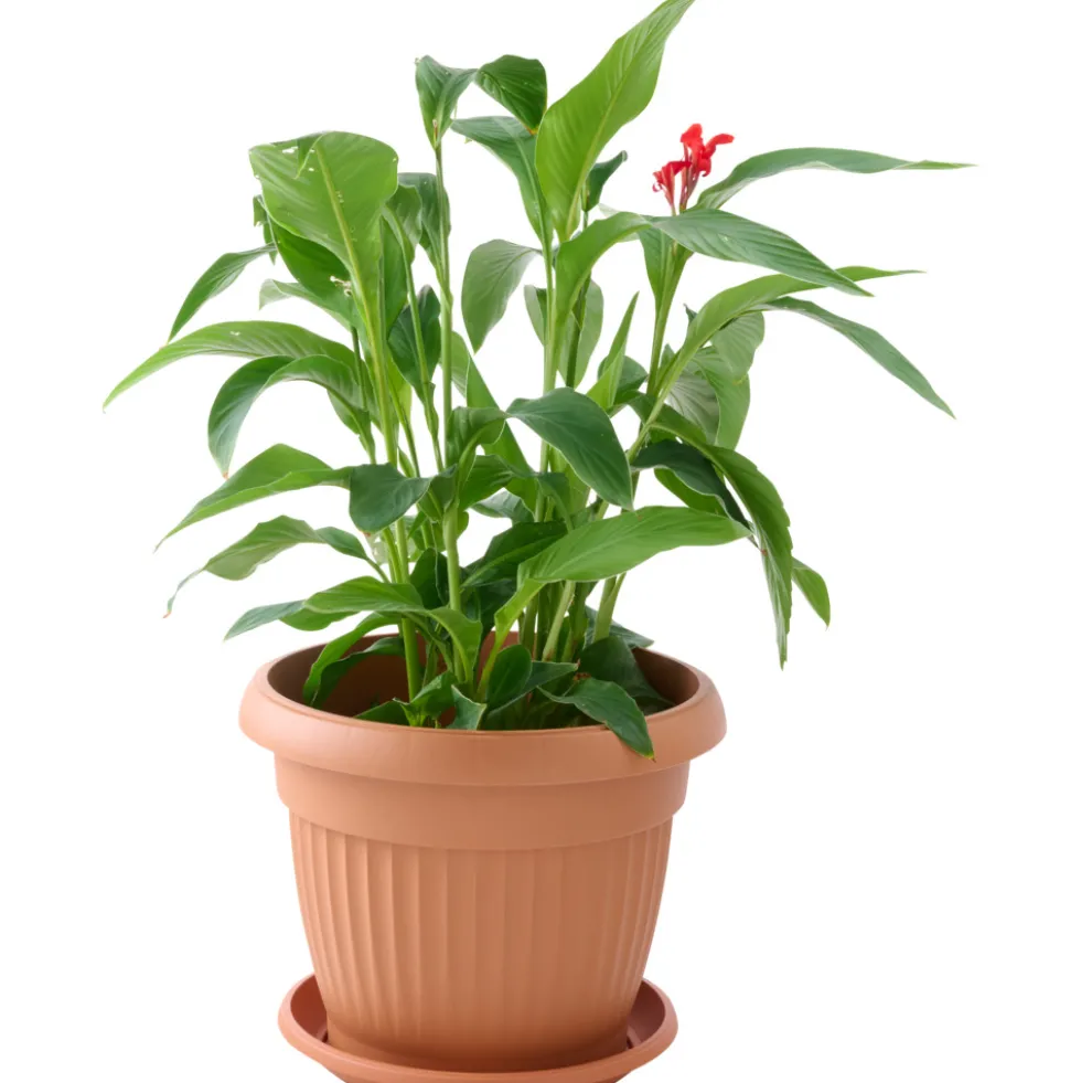 Prosperplast Pflanztopf Terra rund 50 cm terracotta