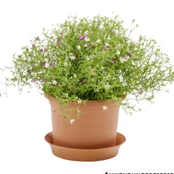 Prosperplast Planztopf Plastica rund 15 cm terracotta