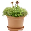 Prosperplast Untersetzer Plastica rund Ø 31 cm in terracotta