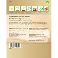 Saatband Monatserdbeere Rügen ca. 2 laufende Meter