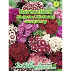 Saatgut Bartnelken ca. 250 Pflanzen