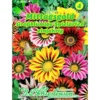 Saatgut Gazania-Hybrid ca. 40 Pflanzen