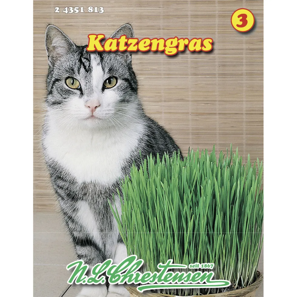 Saatgut Katzengras für ca. 15-20 mittlere Schalen
