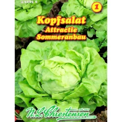 Saatgut Kopfsalat Attractie ca. 200 Pflanzen