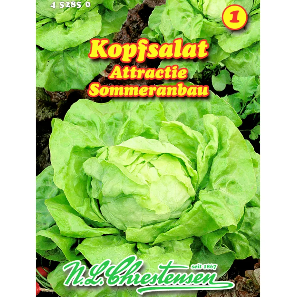 Saatgut Kopfsalat Attractie ca. 200 Pflanzen