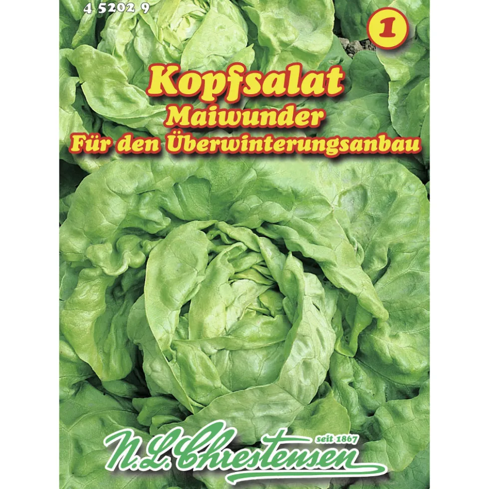 Saatgut Kopfsalat Maiwunder ca. 200 Pflanzen