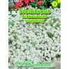 Saatgut Lobularia Steinkraut ca. 80 Pflanzen