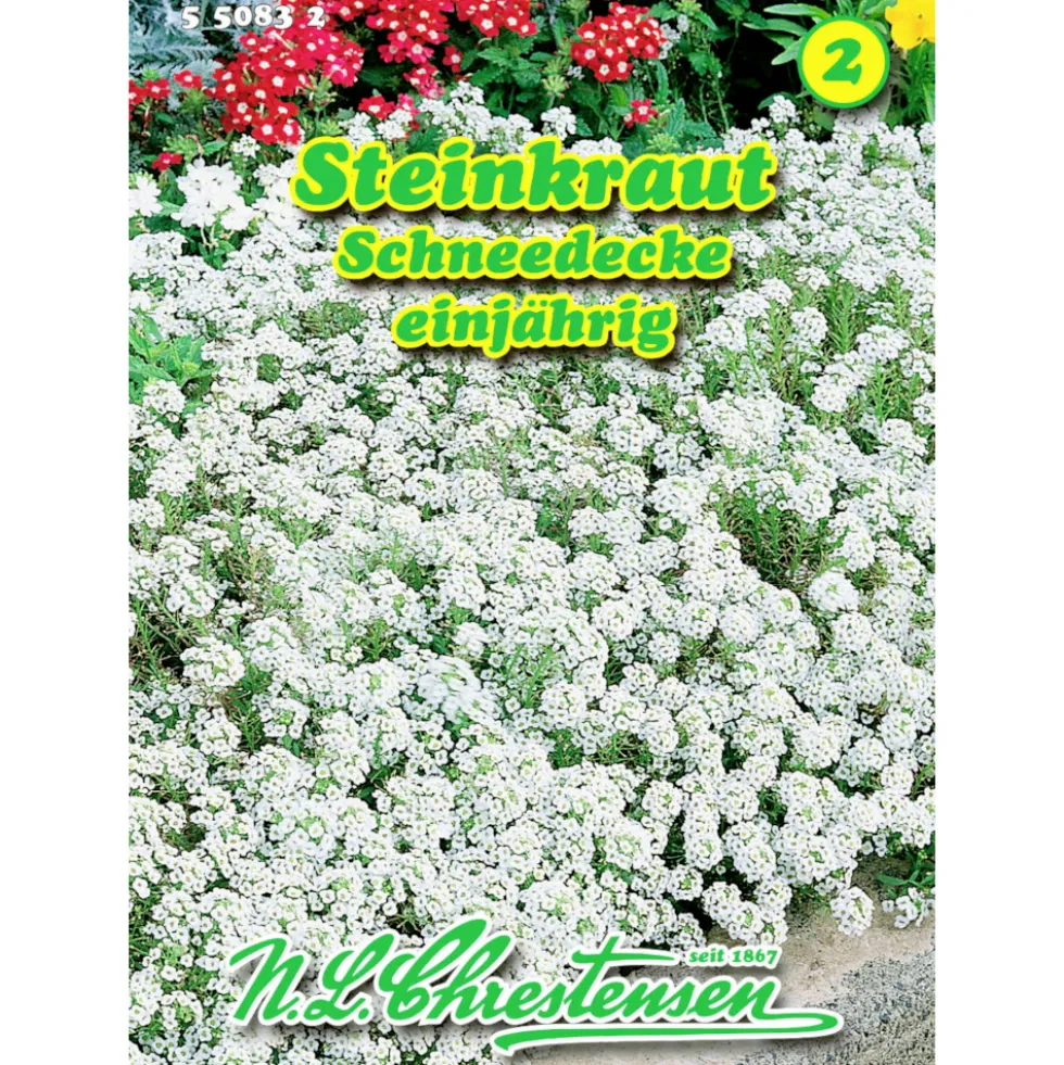 Saatgut Lobularia Steinkraut ca. 80 Pflanzen
