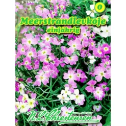 Saatgut Meerstrandlevkoje ca. 100 Pflanzen