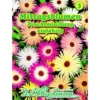 Saatgut Mittagsblume Prachtmix ca. 100 Pflanzen