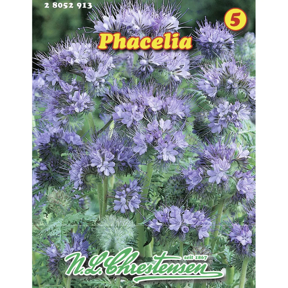 Saatgut Phacelia ca. 10 m²