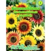 Saatgut Sonnenblume ca. 40 Pflanzen