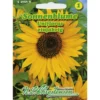 Saatgut Sonnenblume ca. 35 Pflanzen